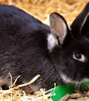 Why is my rabbit not eating?