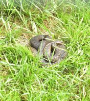 What happens if my dog gets bitten by an adder?