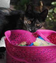 Laundry liquids - a hidden killer?