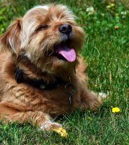 Why is my dog so hot?