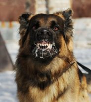 Can People Catch Diseases from Animals? Part 1
