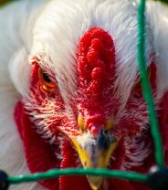 Can People Catch Diseases from Animals? Part 3