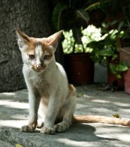 Why Is My Cat Losing Weight?