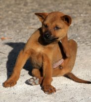 Why is my dog scratching? He hasn't got fleas!