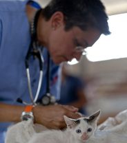 Vaccines for pets... What, why and how often?
