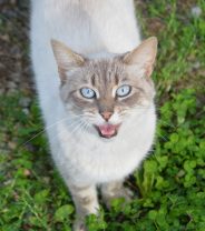 Why is my cat meowing?
