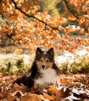Autumn Hazards