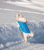 Getting ready for winter walkies