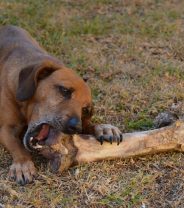 Can People Catch Diseases from Animals? Part 2