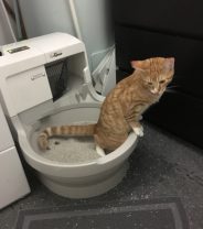 Why Is My Cat Constipated?