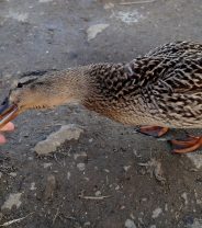Should We Be Feeding Ducks Bread? Ducks, Dieting and Debating...