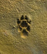 5 Ways to Reduce your Pet's Carbon Pawprint