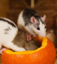 Why Is My Rat Crying Blood?