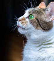 Why Is My Cat Tasting The Air?