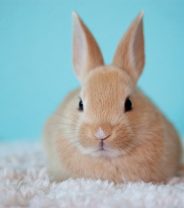 First Steps for First Time Rabbit Owners