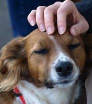 My pet has a lump - what should I do?