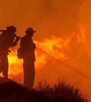 Caring for your pets in the wildfires