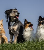 Blended Family, Blended Pack