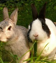 Why are my rabbits fighting?