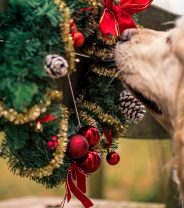 Have a Safe Christmas