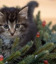 First Steps for First-Time Kitten Owners