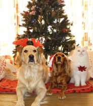 It's a Vet's Christmas