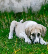 New vomiting bug hitting UK dogs?