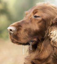 Why is my dog drooling?