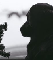 Blue Monday - Do Pets Get Depressed?
