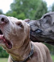 Do I need to clean my dog's ears?