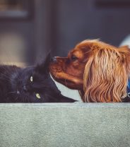 Is your Pet Sociable or Solitary?