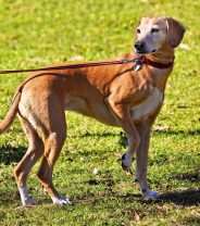 Why is my dog limping?