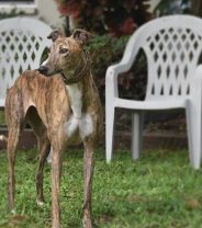 Why Does My Dog Quiver? 