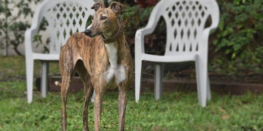 Greyhound in garden