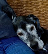 Can scientists help dogs to live longer?