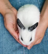 Why is my rabbit afraid of me?