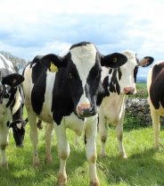 Farm Vets and the Coronavirus pandemic