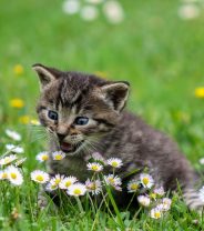 Is your cat safe from panleukopenia?