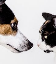 Should I get a dog or a cat?
