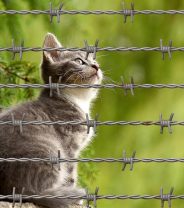 Looking after cats in the Coronavirus Lockdown