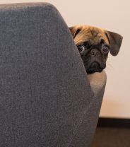 Can an Old Dog get on with a New Baby?