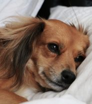 Can I give painkillers to my dog?