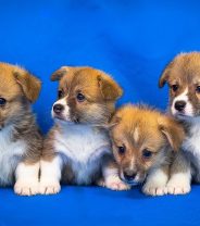 Surge in new pets as families enter lock-down