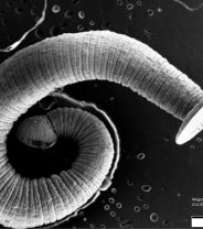 The importance of risk assessment when worming dogs