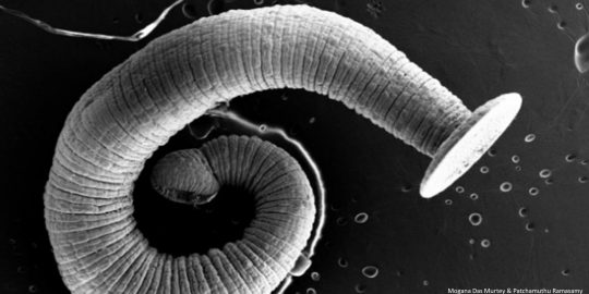 Tapeworm - worms