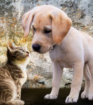 What is ‘sentience' in animals and why does it matter? 
