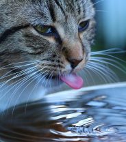 Does my pet have diabetes and how is it diagnosed?