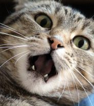 Managing Stress in Cats during the Pandemic