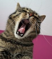 Life and Death – Blocked bladders in cats and dogs