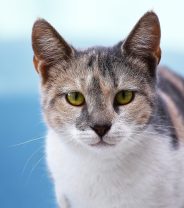 Why does my cat stare at me?